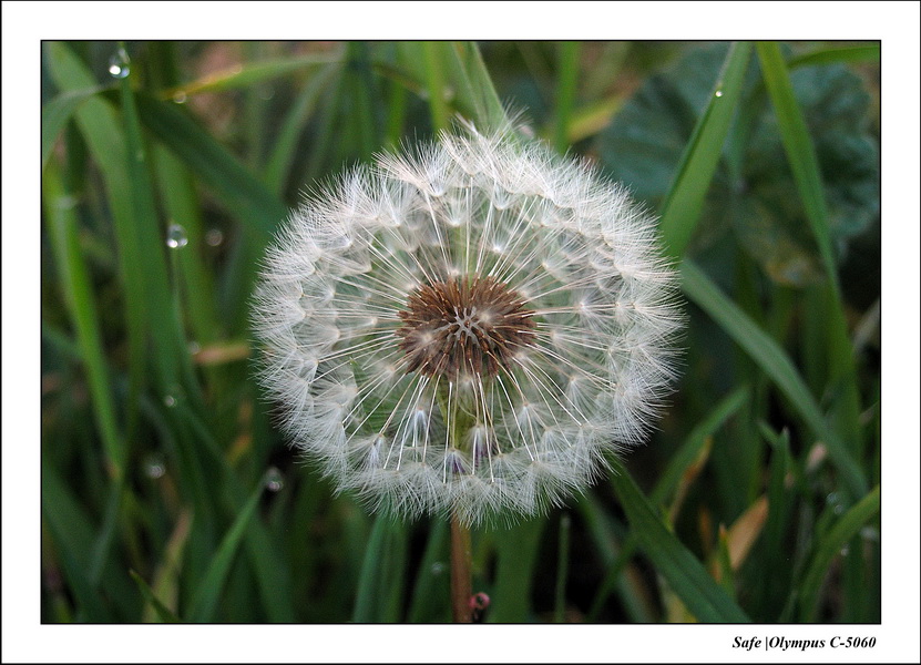 2006 - 05 - Macro 02